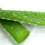 Jak działa aloes na oparzenia słoneczne?