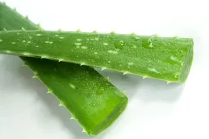 Jak działa aloes na oparzenia słoneczne?